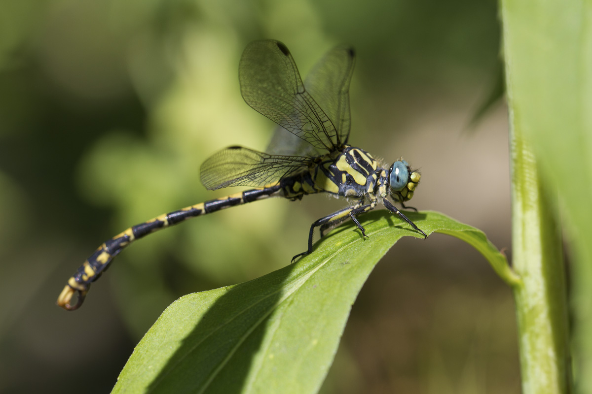 Onychogomphus uncatus ?